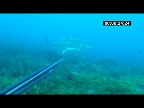 pesca dos PALOMETAS a la espera por Abraham Trujillo