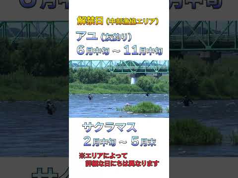 【釣りの聖地 九頭竜川】アユやサクラマスを釣りに全国から多くの方が訪れます（福井県永平寺町） #shorts  #九頭竜川  #釣り