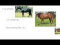 Horse Genetics and Coat Color