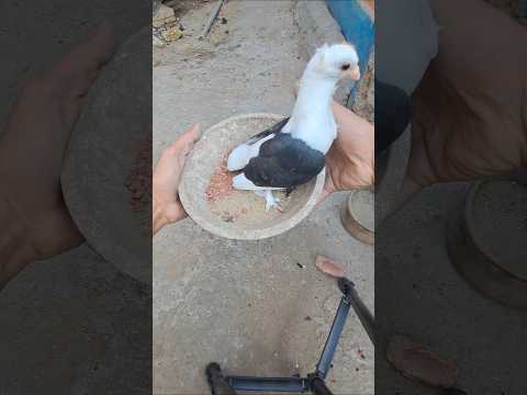 #pigeon