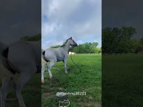 Interesting horse.#horse #funnyanimals
