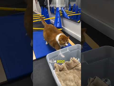 Esse gatinho está tentando retomar a boa forma!! #shots #viralshort #fypシ゚viral