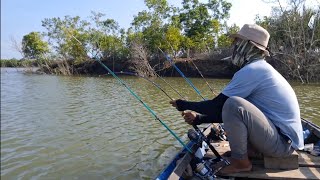 RERUNTUHAN KAYU INI,,! MENJADI SARANG IKAN PREDATOR MANGROVE. #fishing #mancing 