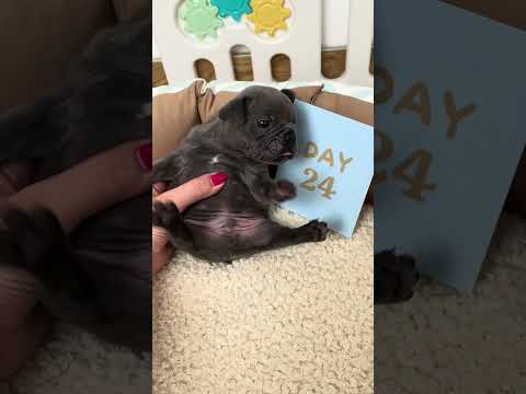 1-60 days growth stages. Progress every 3 days. ❤️️ #puppy #growth