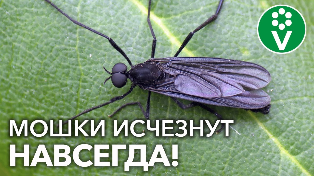 1 чайная ложка и мошки в комнатных цветах и рассаде исчезнут! Обзор лучших средств от мошек/сциарид