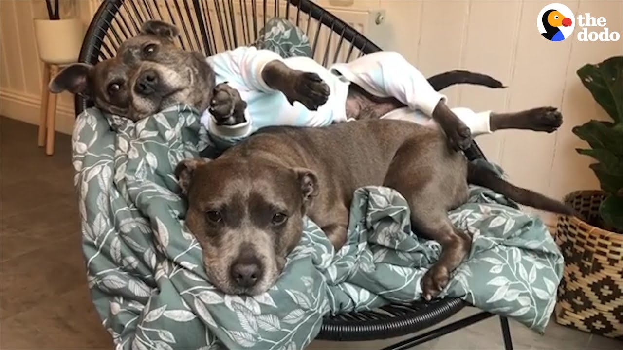 Very Spoiled Pit Bulls Deserve All The Love They Get