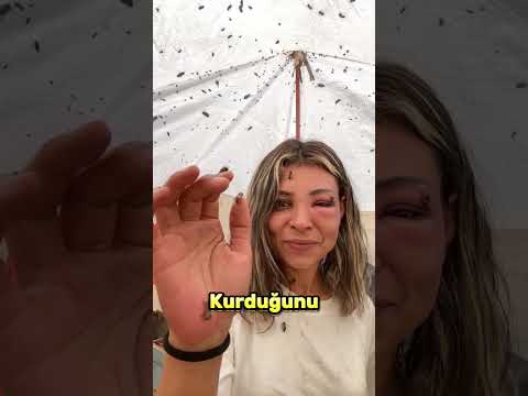 Arılarla Bağ Kurduğunu Sandı Ama Gerçek Acı Verdi.. 🐝😣