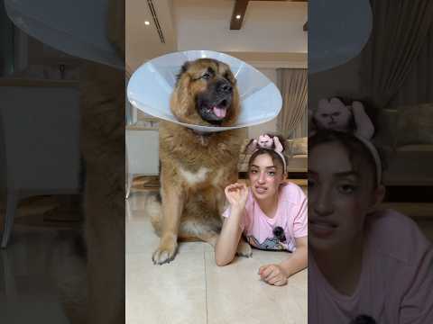 شفتو فيديو عملت بيت لقردتي وردة 🥹🙊