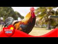 Digestive Systems in Animals
