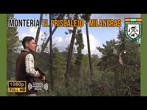 MONTERÍA EL PRISCALEJO   MILANERAS 2024 | CD CAZADORES VIRGEN DE VILLAVICIOSA