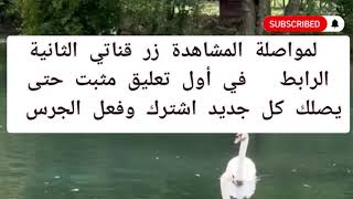 لون محفظة المال وما تضع داخلها من حبوب لجذب المال حسب برجك الصيني 