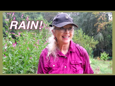 Then the Rain Came!
