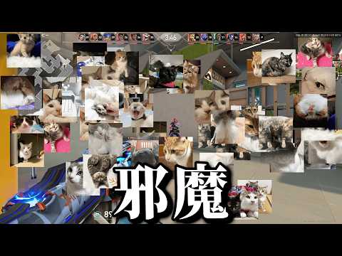 暴言を言うとネコが増える「暴言撲滅アプリ」入れてゲームしてみた