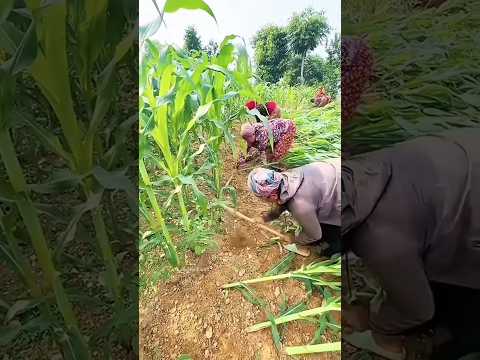 चीन वाले फसल को जमीन में क्यों लेटा रहे हैं 🤯 #corn