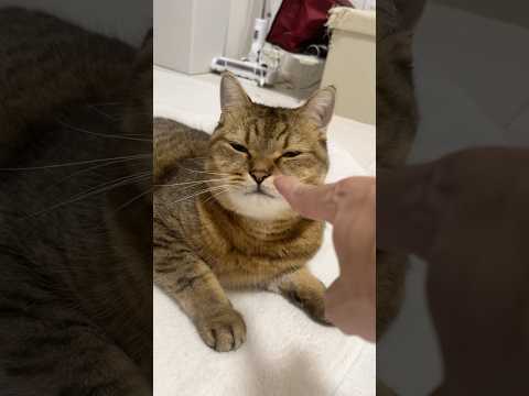 猫の動画サムネイル - あの…僕の指…そんなに臭いですか？？　#shorts