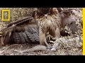 Predator and Prey: The Red-Tailed Hawk vs. Rattlesnake