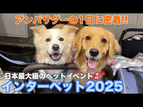 都合が悪くなると兄犬の後ろに隠れようとするゴールデンレトリバー...【ボーダーコリー】