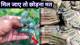 इसके आगे हीरे मोती भी फीके पड़ जाते हैं, मिल जाए तो  छोड़ना मत भाग्य बदल जाता है हो जाओगे धनीVastu 
