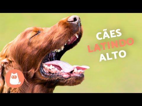Cachorros LATINDO ALTO 🐶🔊 (Veja como seu CÃO REAGE)