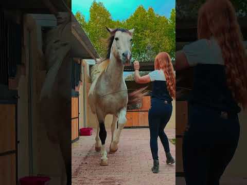 Subscribe for more | Video from TikTok: pferde_der_sonne