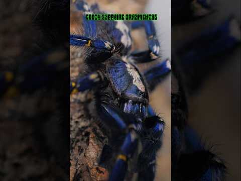 You're not being hypnotized #tarantula #spider #animals #nature #pets