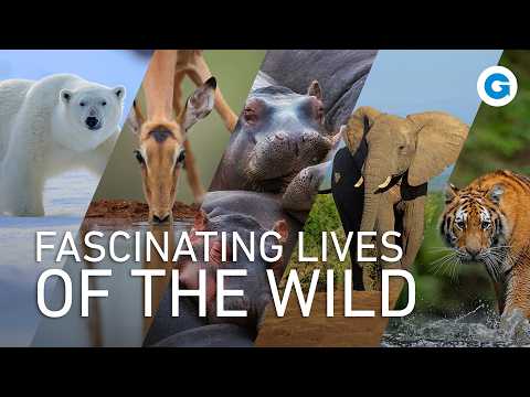 Nature’s Marvels: Elephants, Hippos & Rhinos, Antelopes, Bears and Cats