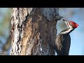Cultural Significance of Woodpeckers