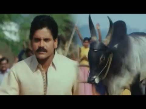 Nagarjuna Fight With Bull Best Action Scene || Telugu Movie Best Action Scenes || Shalimar Movies