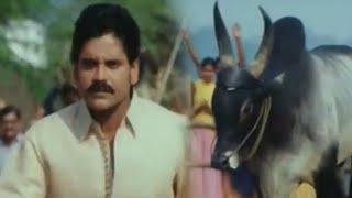 Nagarjuna Fight With Bull Best Action Scene || Telugu Movie Best Action Scenes || Shalimar Movies