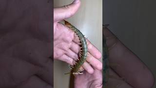 Don't kill centipede 😓 || #shorts