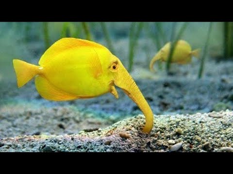 OS PEIXES MAIS RAROS E ÚNICOS DO PLANETA