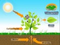 Photosynthesis and Nutrient Functions