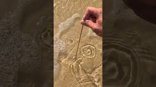 GIANT BEACH WORM from Australia
