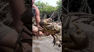 GIANT MUDCRAB! Barehanded Catch 🦀