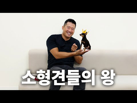 내가 왕이 될 상인가. 성질머리에 비해 몸이 작아 슬픈 미니핀 | 견종백과 미니어처 핀셔편