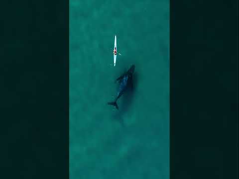 'Curious' whale swims alongside kayaker