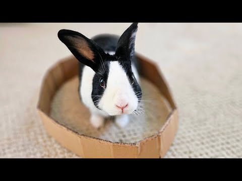 TRAPPING A RABBIT IN A CIRCLE