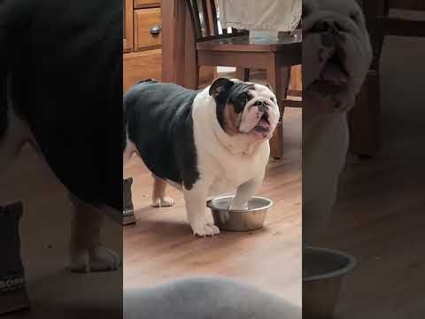 #funnydogs#cute#doglover#doglife#cure#dogshorts#pet#doglife#dogshorts