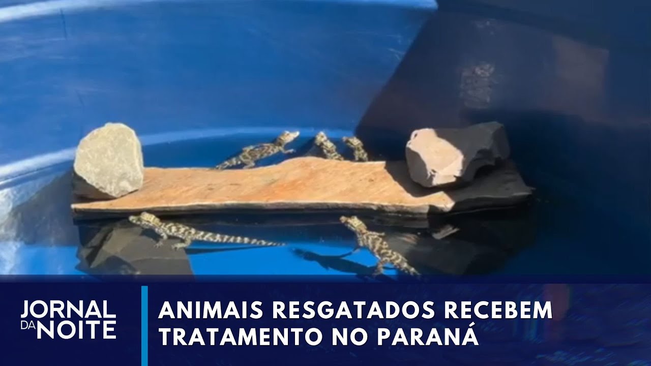 Animais resgatados recebem tratamento em Foz do Iguaçu (PR)