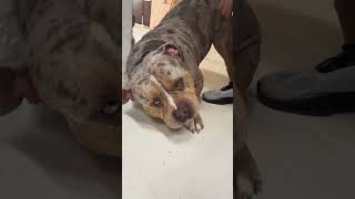 They hate fresh breath 😂 #dogs #frenchie #breathe #funny