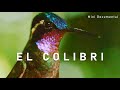 Cuestionario sobre los Colibríes