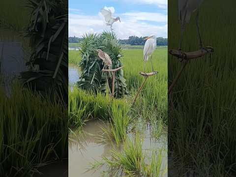 big bog hunter π¦©π¦©π¦©π¦©#farming #comedy #vietnam