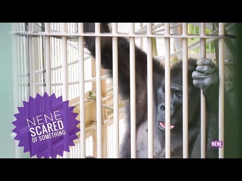 Elderly Female Gorilla on Alert & moving fast | Nene | The Shabani’s Group