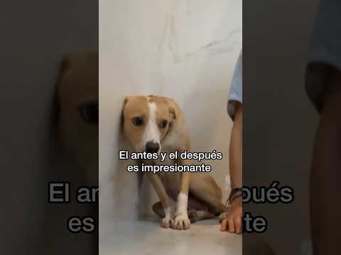¿Qué opinas de la mejoría de Sabri, crees que logre recuperarse al 100? #perros #adopta