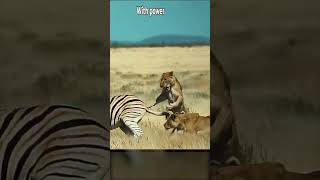 A Pride's Failed Hunt