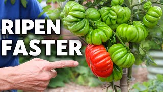 TRICK Tomatoes to RIPEN FASTER | How to Make Tomato Plants Ripen Faster and FRUIT EARLIER