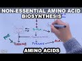 Amino Acid Biosynthesis Concepts