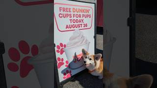 Dunkin’ opened a drive-thru just for dogs in Quincy