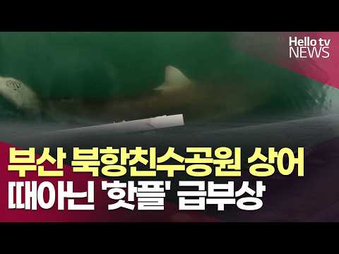 부산 북항친수공원에 상어 출몰…때아닌 '핫플' 급부상ㅣ#헬로tv뉴스
