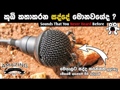 මේවනම් ඔබ අහන්න ඕනිම ශබ්ද ?